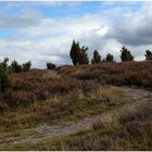 Wacholderheide bei Langscheid / Eifel