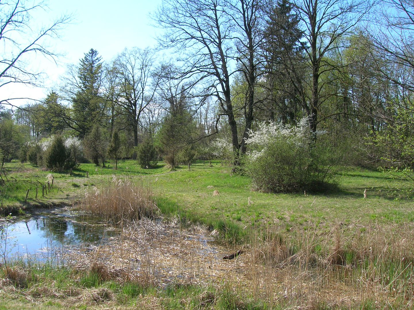 Wacholderheide