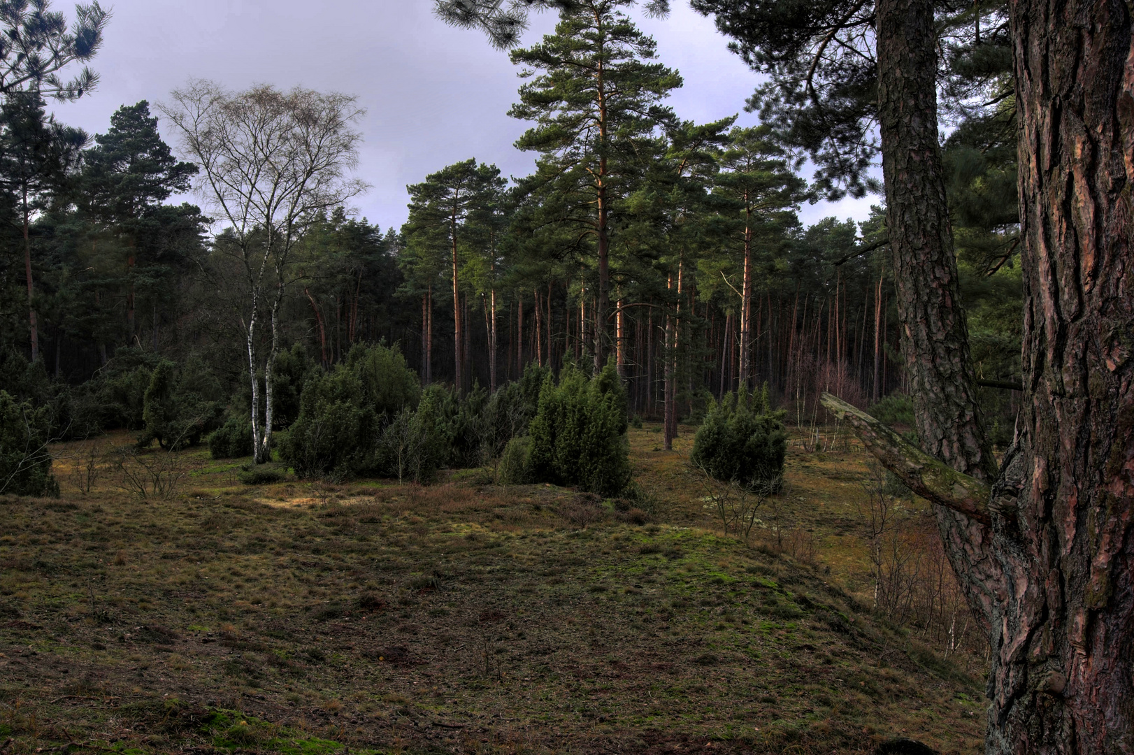 Wacholderheide II