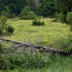 Wacholderheide im August