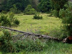 Wacholderheide im August