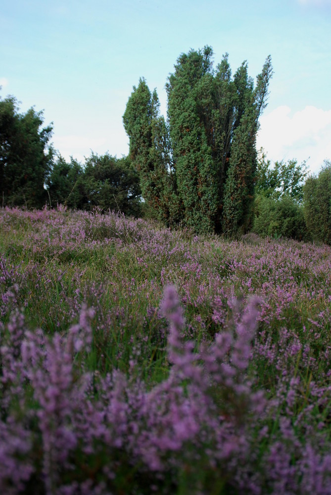 Wacholderheide im Elmpter Schwalmbruch