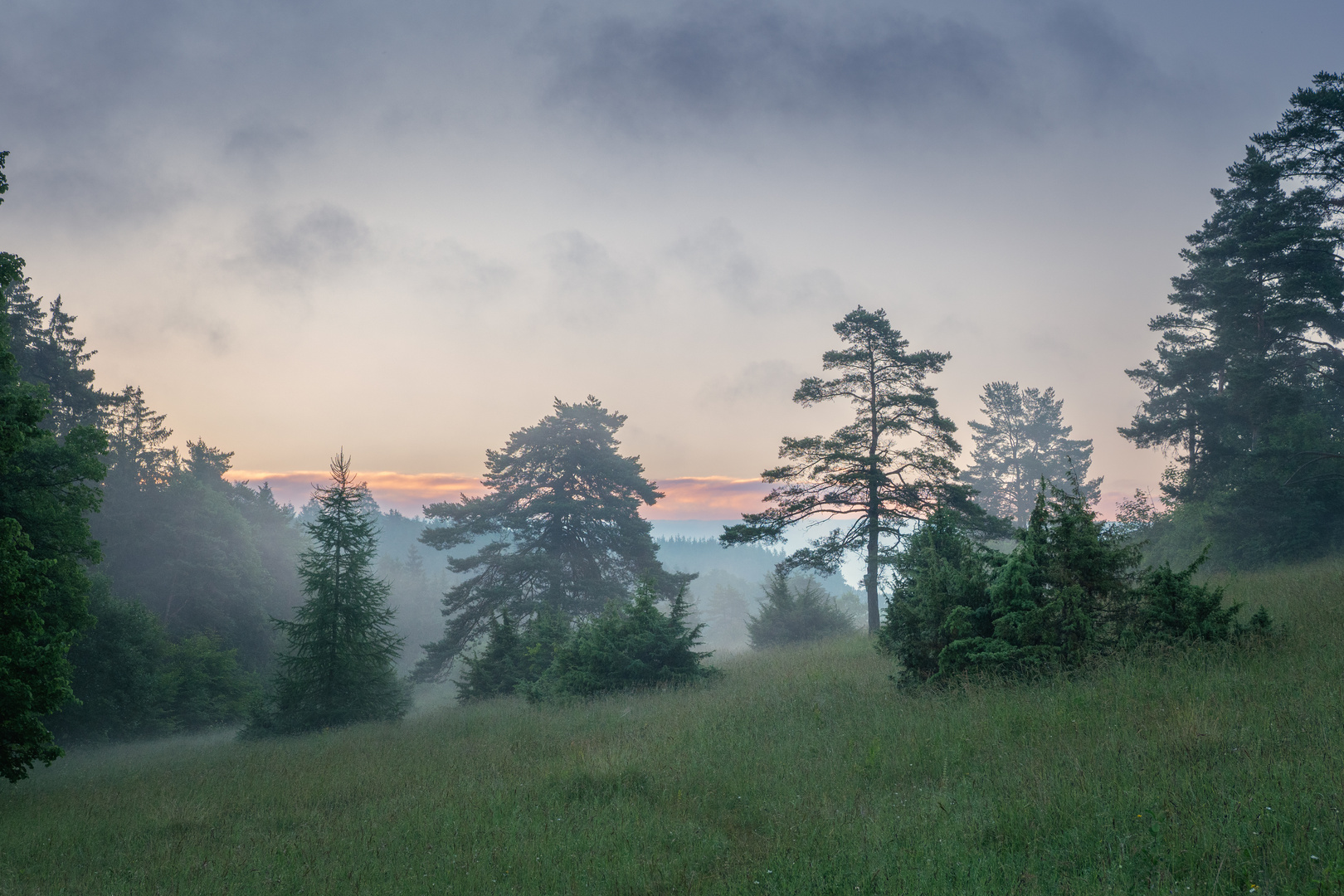 Wacholderheide im Morgenlicht