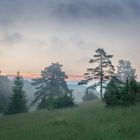 Wacholderheide im Morgenlicht