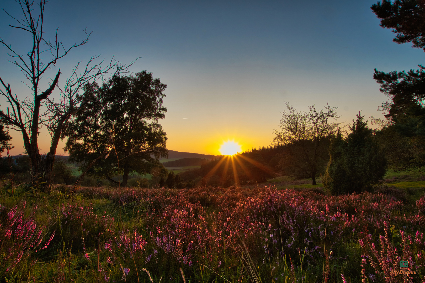 Wacholderheide im Sonnenuntergang