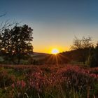 Wacholderheide im Sonnenuntergang