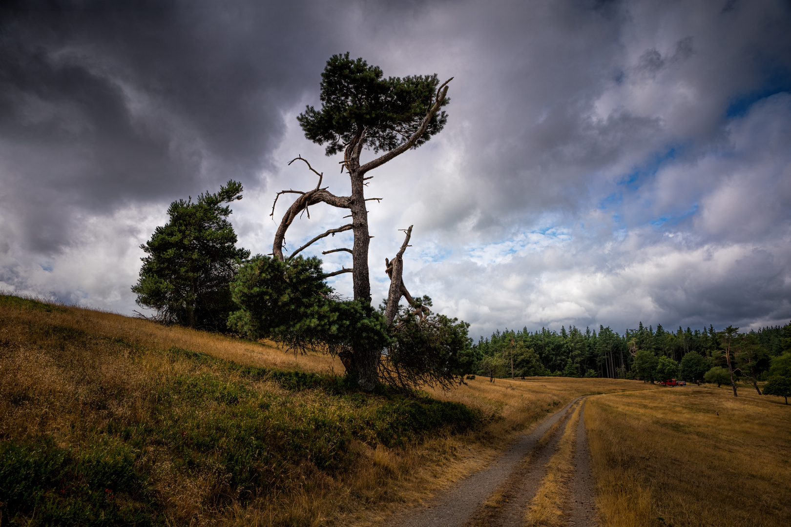 Wacholderheide in der Eifel