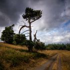 Wacholderheide in der Eifel