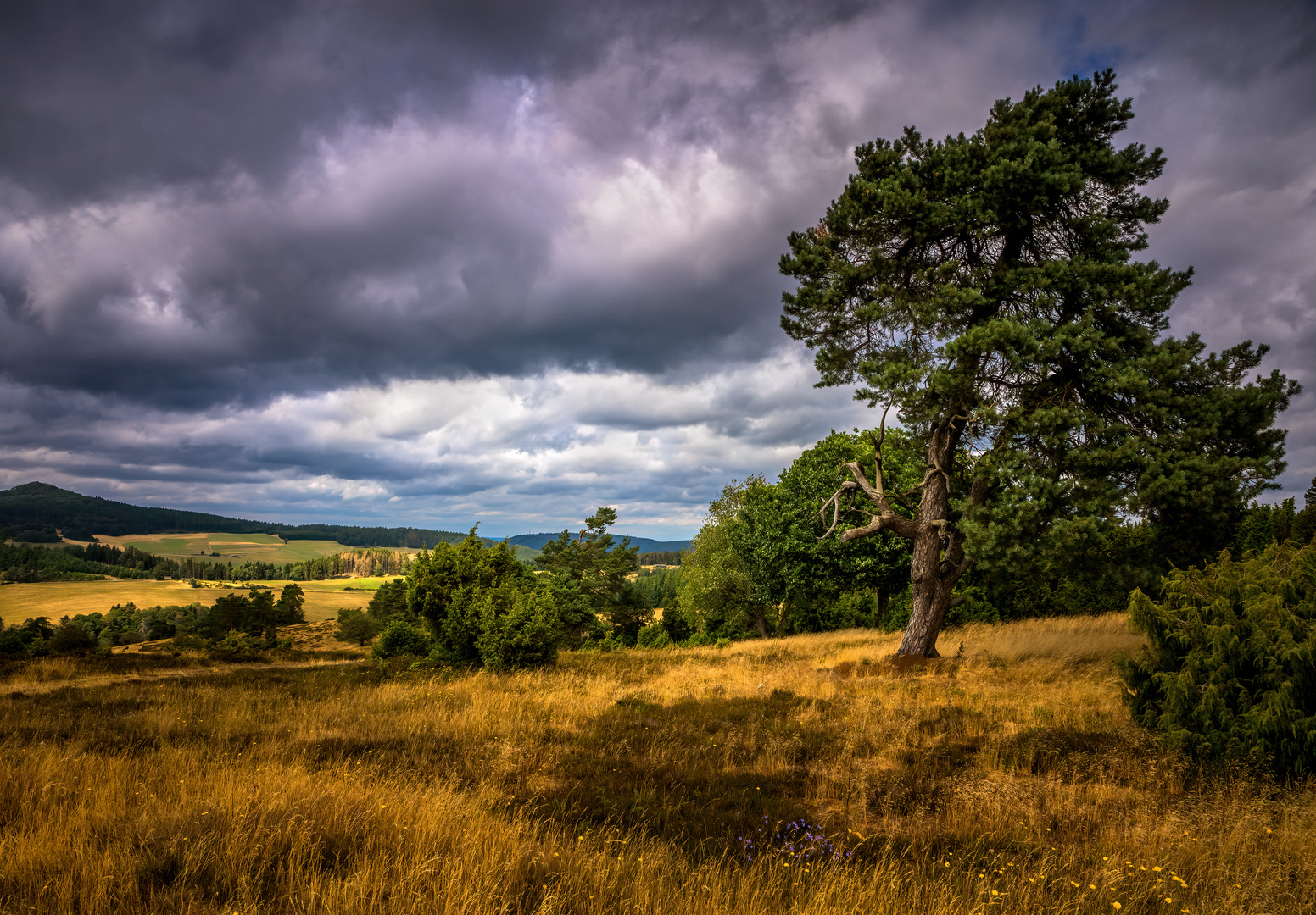 Wacholderheide in der Eifel II