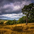 Wacholderheide in der Eifel II