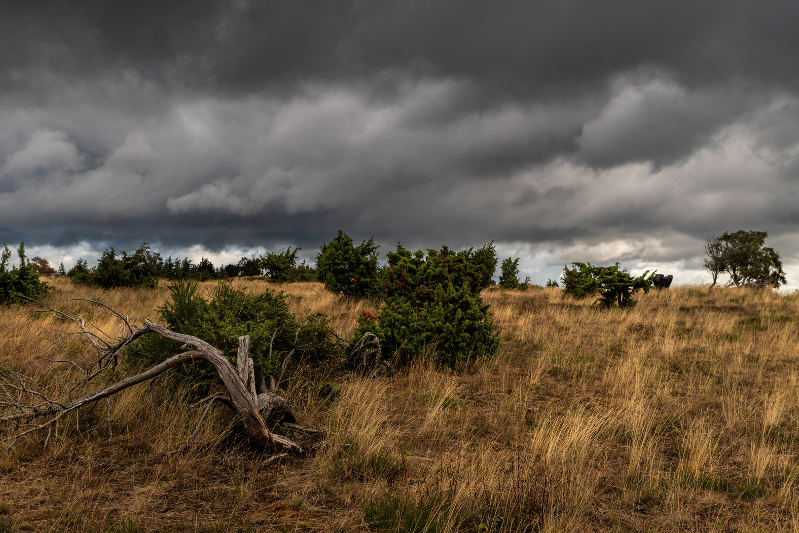 Wacholderheide in der Eifel IV