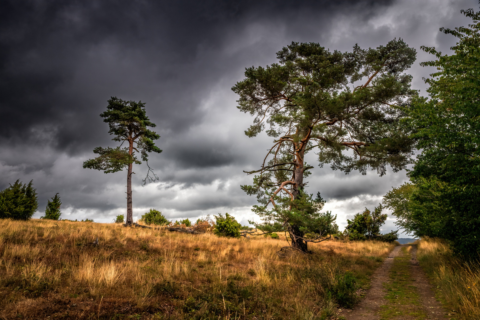 Wacholderheide in der Eifel V