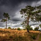 Wacholderheide in der Eifel V