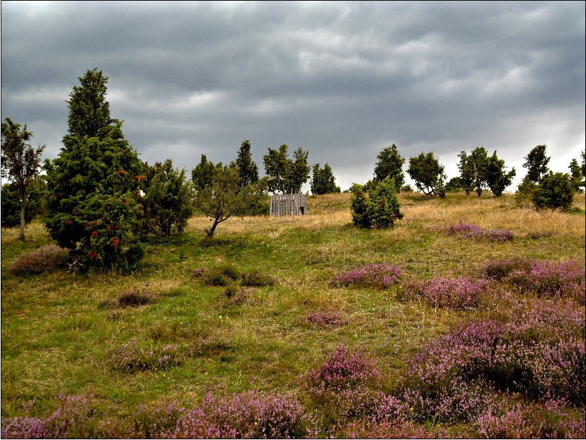 Wacholderheide Wabelsberg