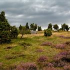 Wacholderheide Wabelsberg