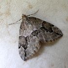 Wacholderspanner(Thera juniperata)