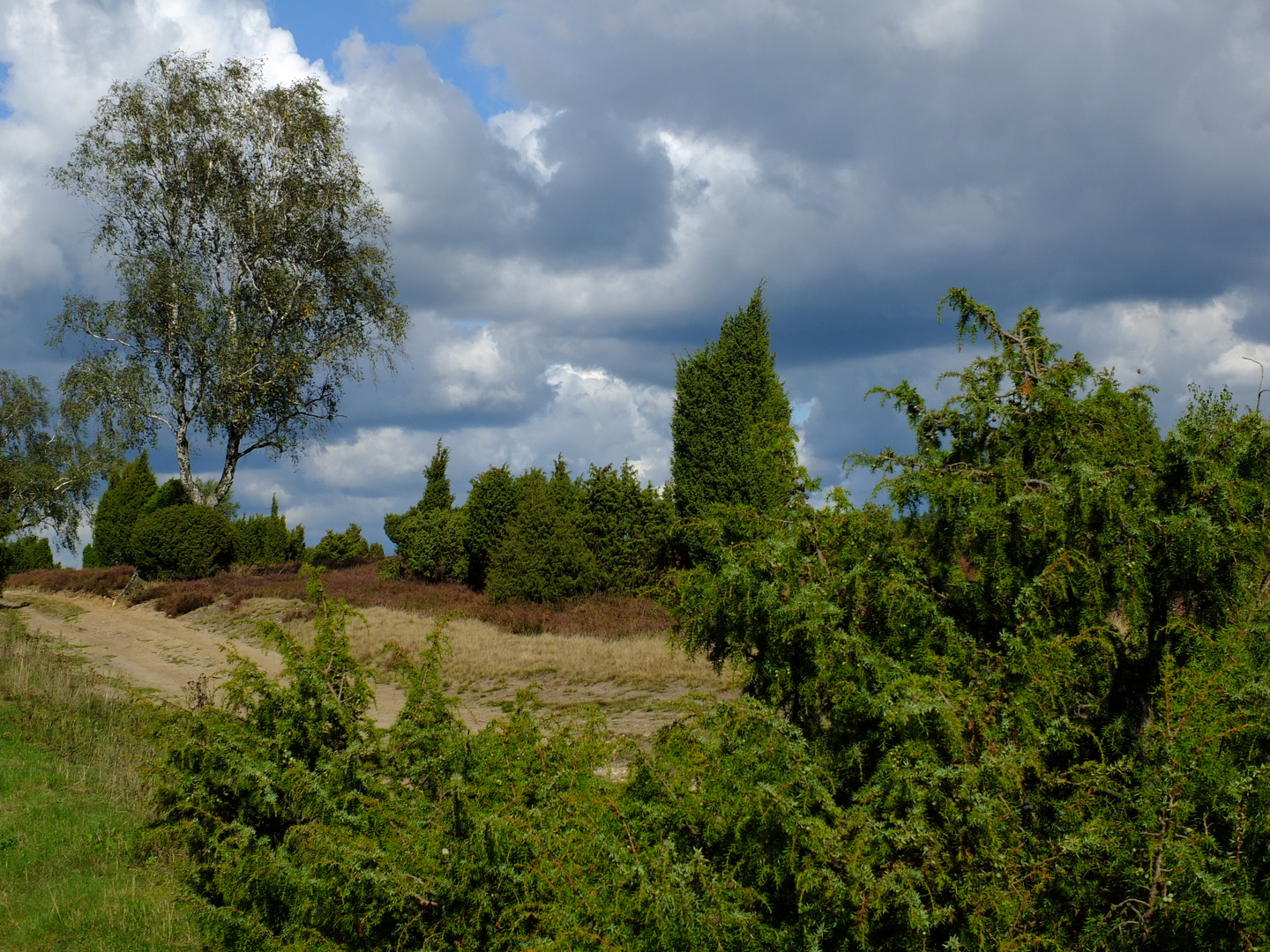 Wacholderwald bei Faßberg (2)