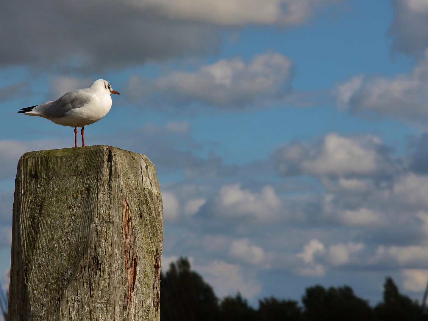 Wachposten