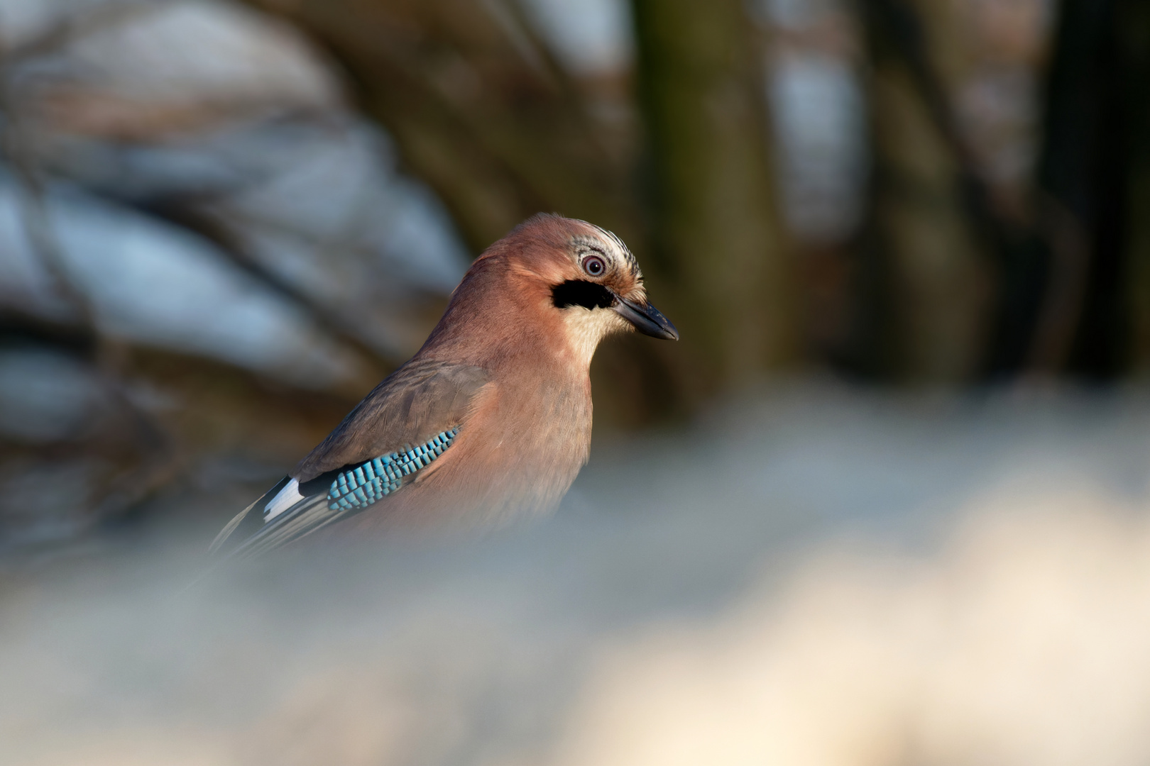 Wachposten Eichelhäher (Garrulus glandarius) 