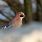 Wachposten Eichelhäher (Garrulus glandarius) 