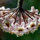 Wachs- oder Porzellanblume
