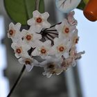 Wachs- oder Porzellanblume