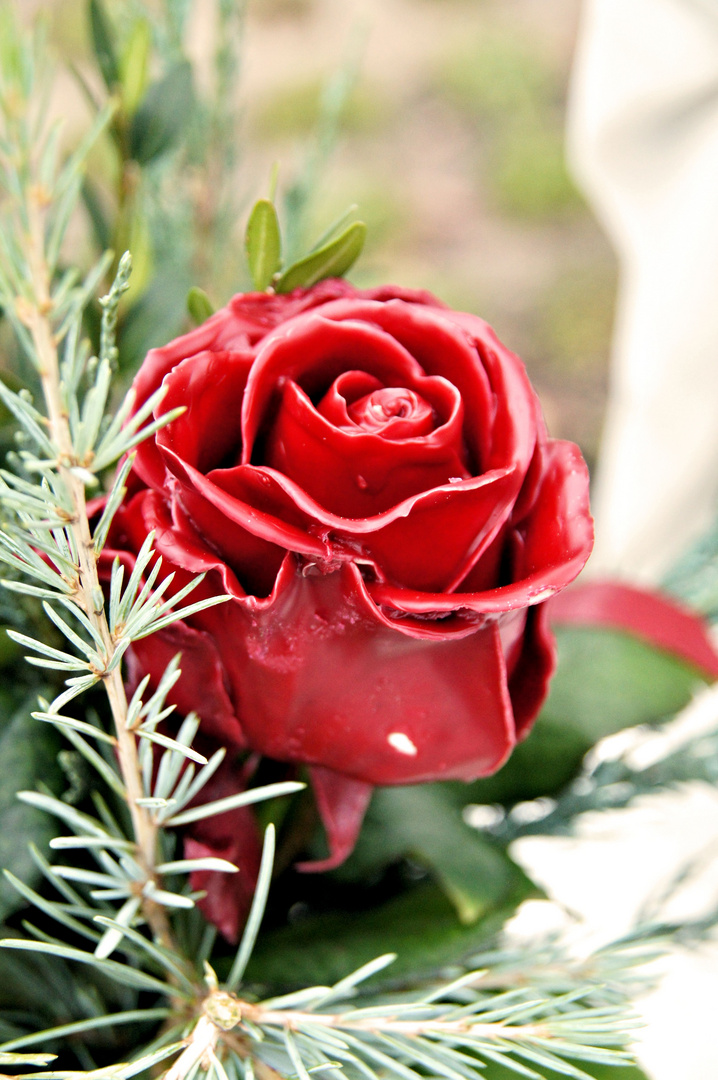 WachsRose Foto & Bild pflanzen, pilze & flechten, blüten & kleinpflanzen, rosen Bilder auf