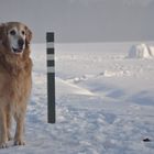 Wachsam im Schnee