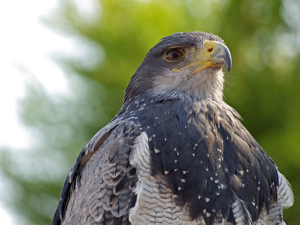 wachsam überblickt der Adler das Messegelände