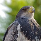 wachsam überblickt der Adler das Messegelände