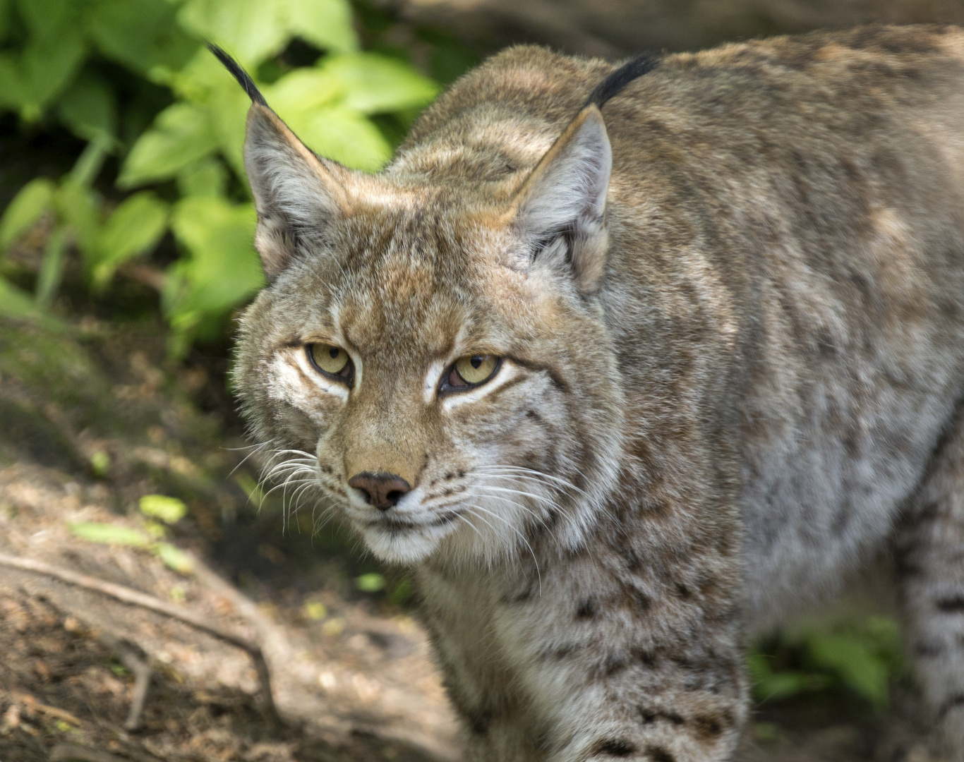 Wachsam wie ein Luchs...