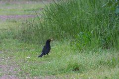 wachsame Amsel