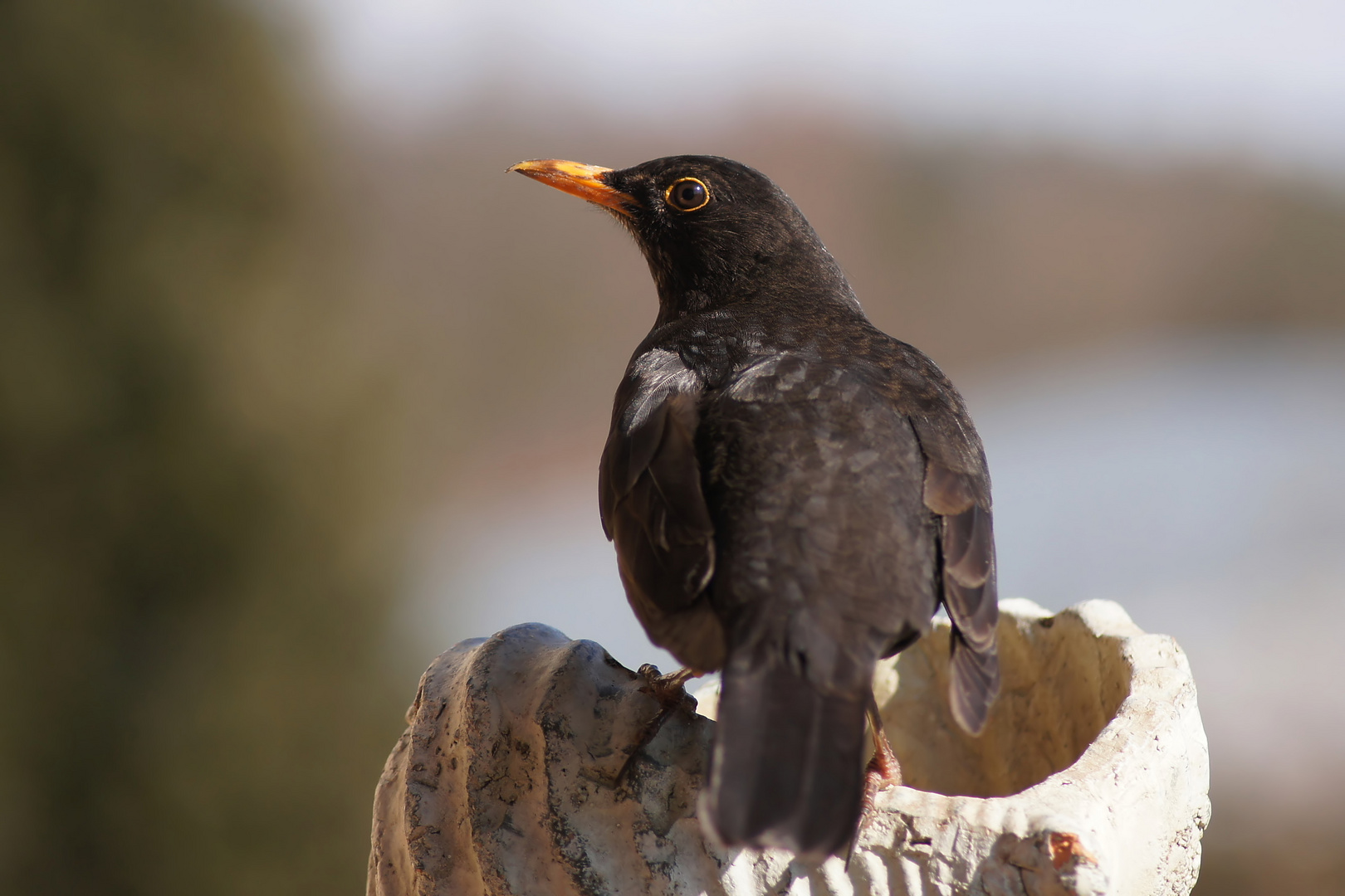 Wachsame Amsel