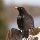 Wachsame Amsel