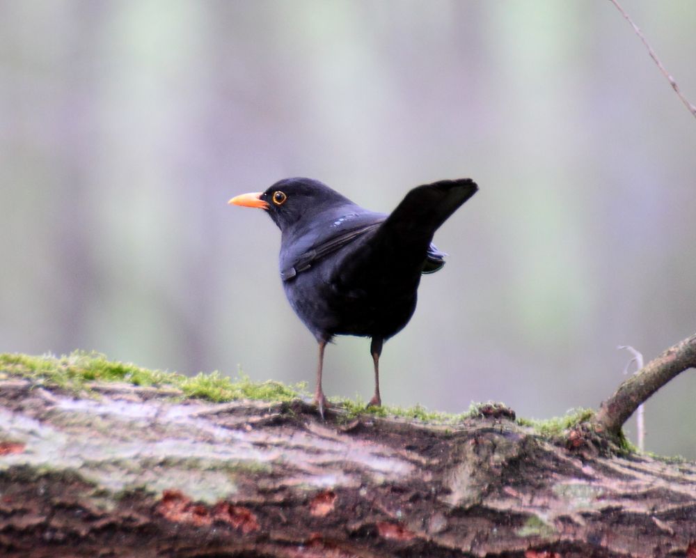 Wachsame Amsel