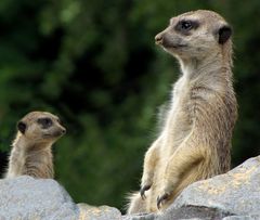 Wachsame Erdmännchen (Neuwieder Zoo)