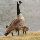 Wachsame Kanadagans mit Küken - Tamron 150-600