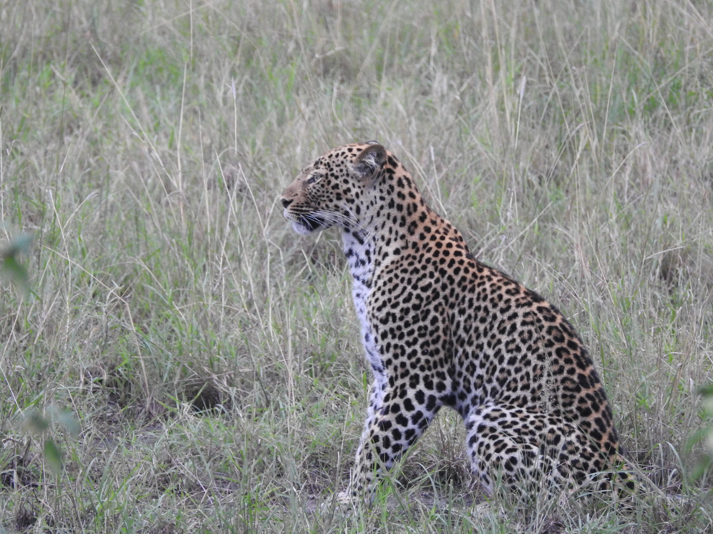 wachsame Leopardin