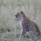 wachsame Leopardin