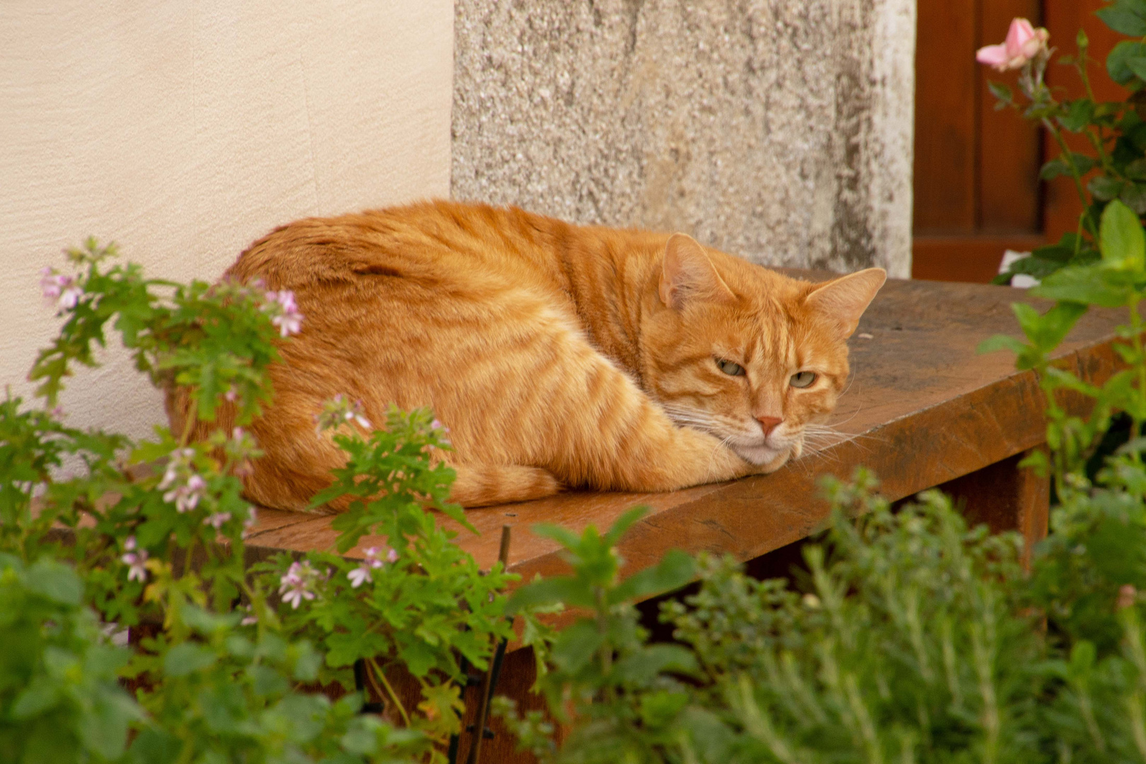 Wachsame, ruhende Katze im Kräutergarten