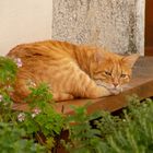 Wachsame, ruhende Katze im Kräutergarten
