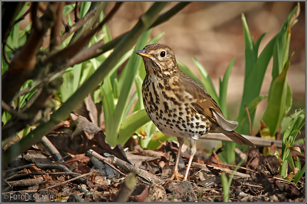 Wachsame Singdrossel (Turdus philomelos)