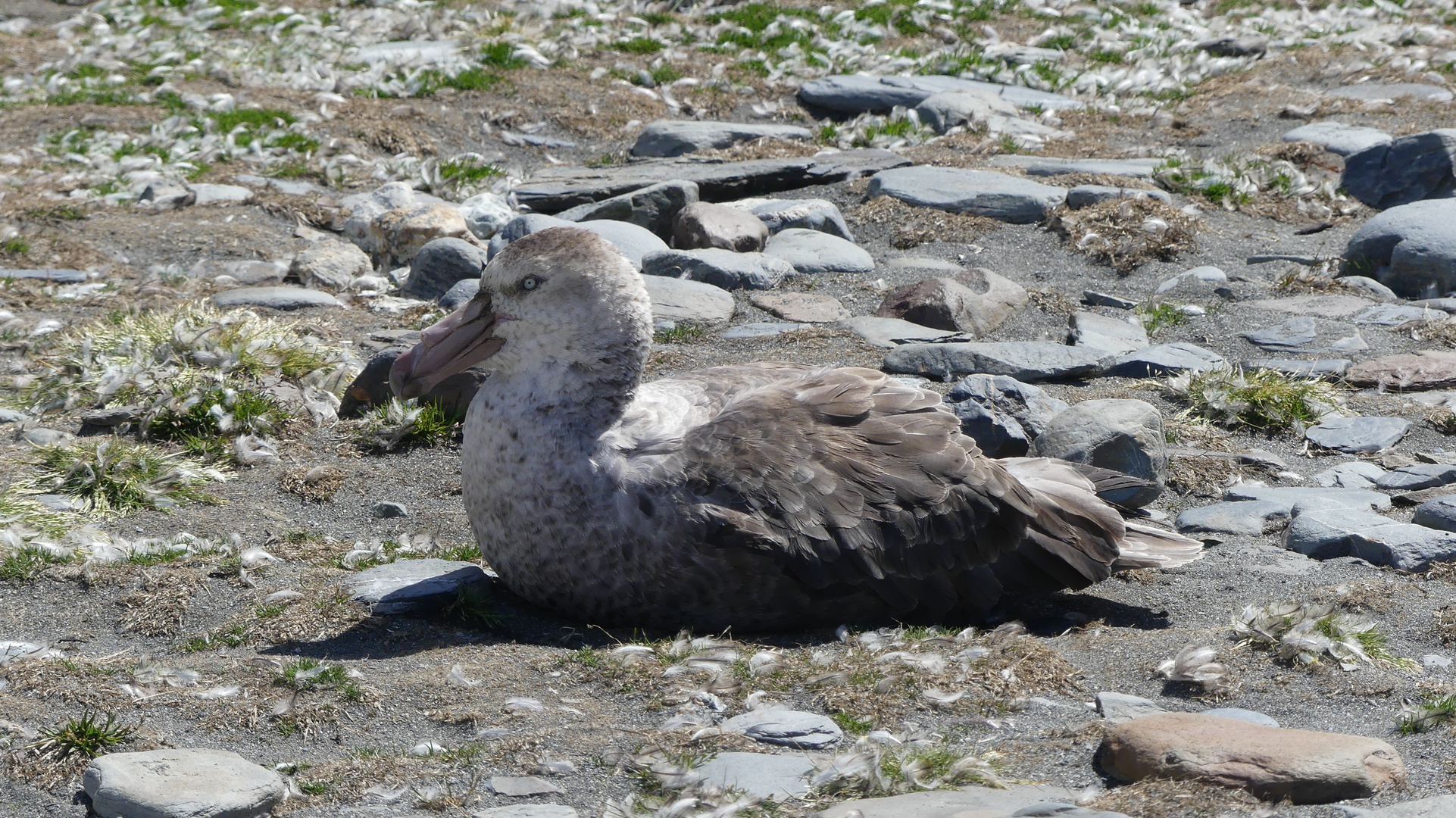 Wachsame Skua 