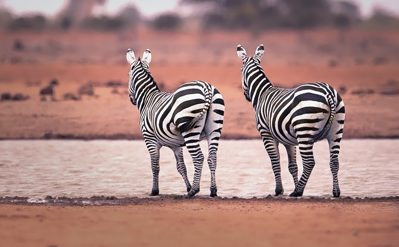 wachsame Zebras 