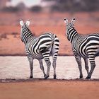 wachsame Zebras 