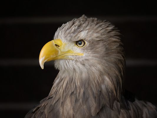 Wachsamer Adlerblick