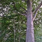 Wachsamer Baum