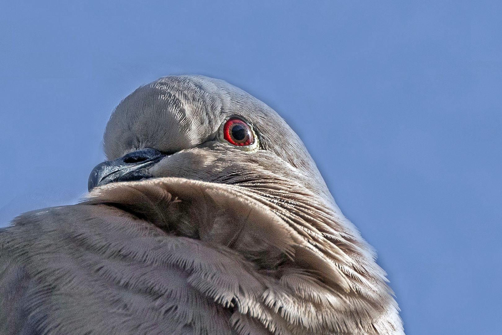 Wachsamer Blick