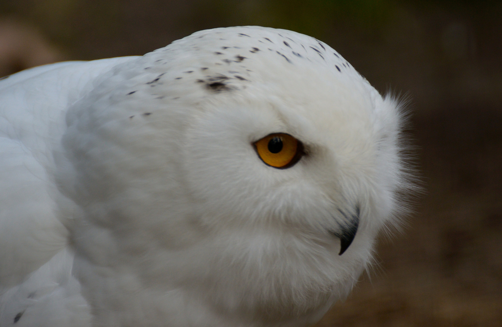 wachsamer Blick..