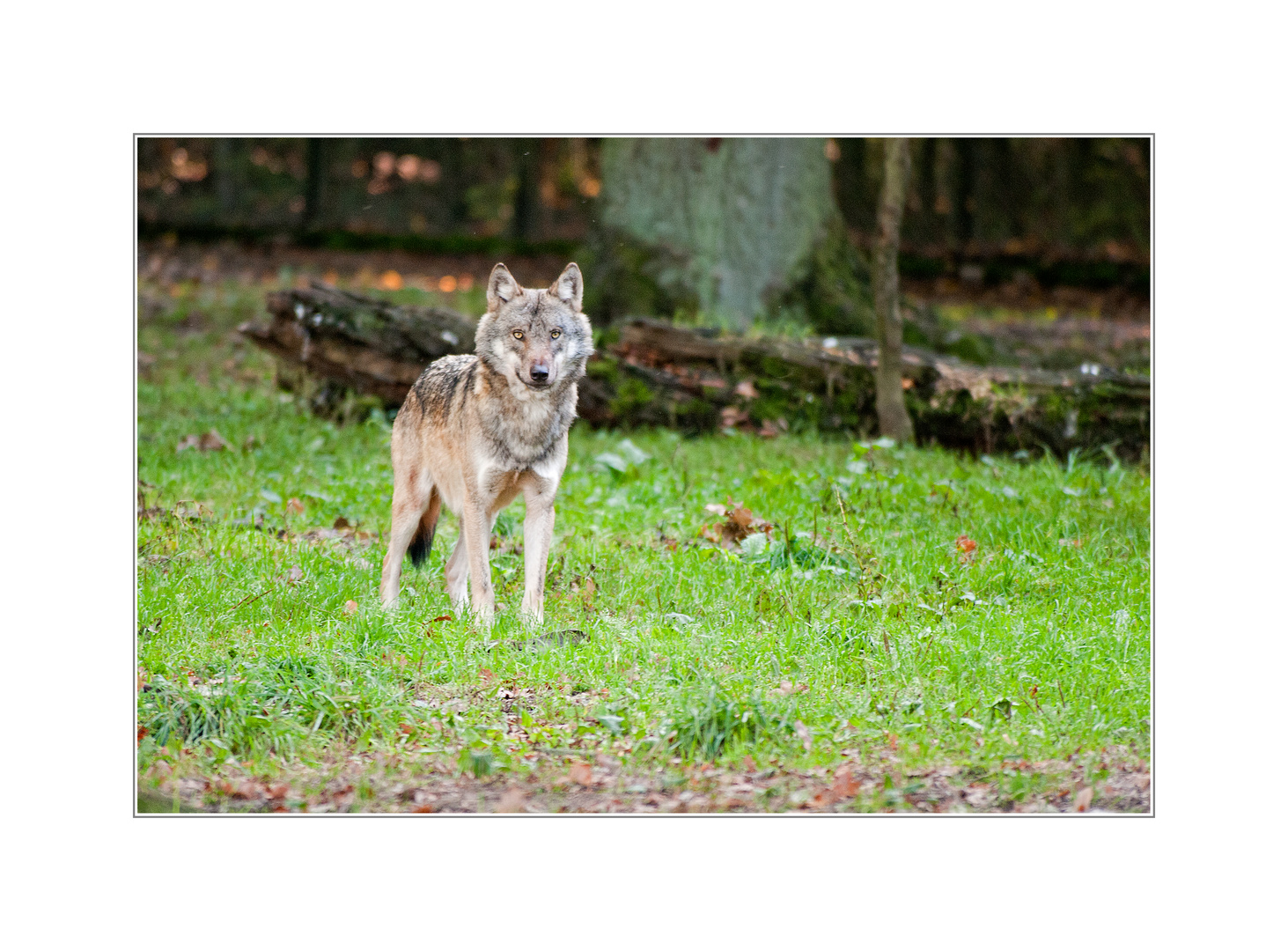 wachsamer Blick vom Waldrand . . .